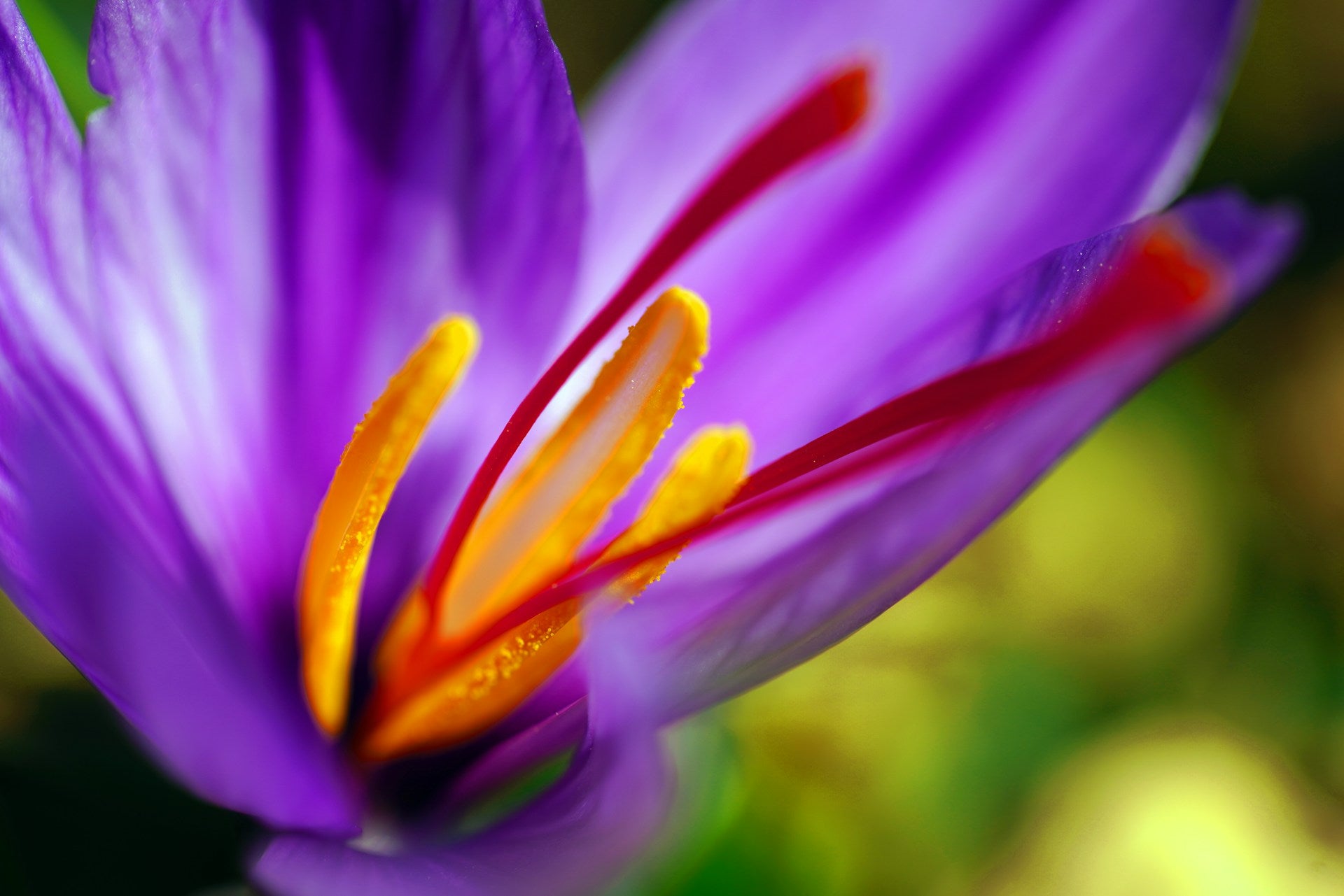 Premium Afghan saffron  fresh threads and flower.